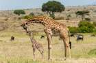 A mother Masai giraffe with its newborn calf still with umbilical cord Masai Mara-Kenya-Africa Art Print